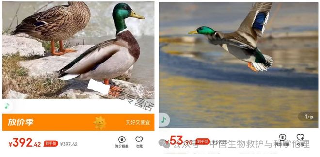 都有请下架野生动物买卖｜志愿者反映开元棋牌试玩电商平台动物成体幼崽啥(图2)
