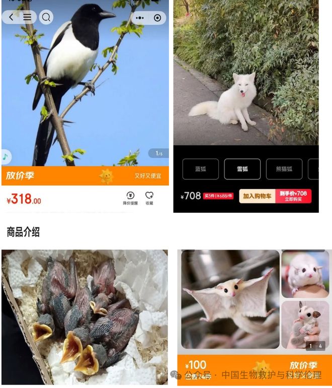都有请下架野生动物买卖｜志愿者反映开元棋牌试玩电商平台动物成体幼崽啥(图1)