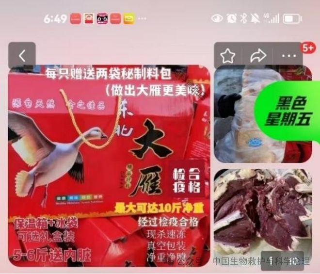 都有请下架野生动物买卖｜志愿者反映开元棋牌试玩电商平台动物成体幼崽啥(图3)