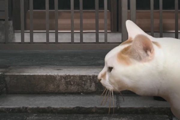 谭（全剧情存档）完整版开元棋牌猫的一天怪奇(图1)