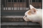 谭（全剧情存档）完整版开元棋牌猫的一天怪